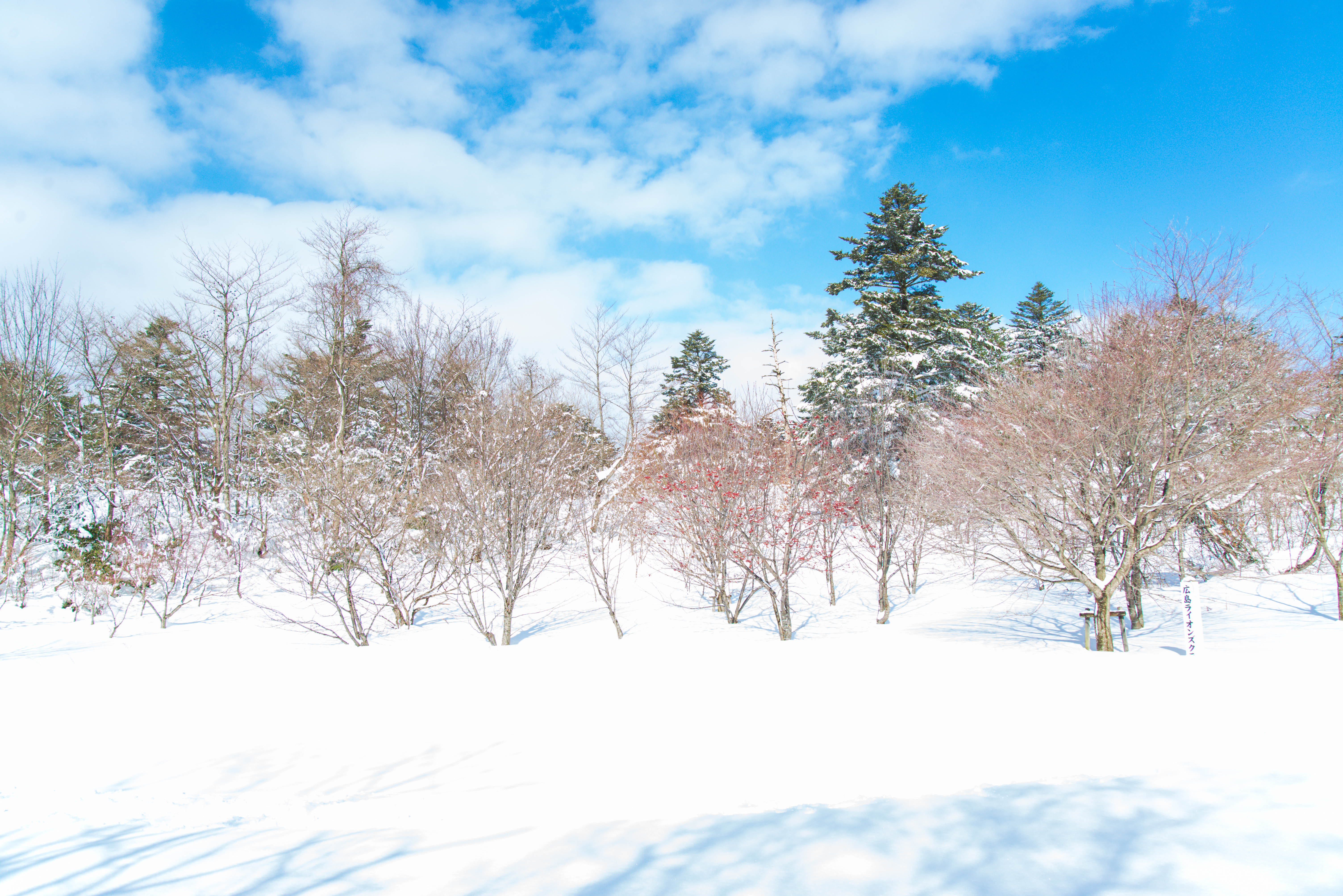 Mominoki Forest Park