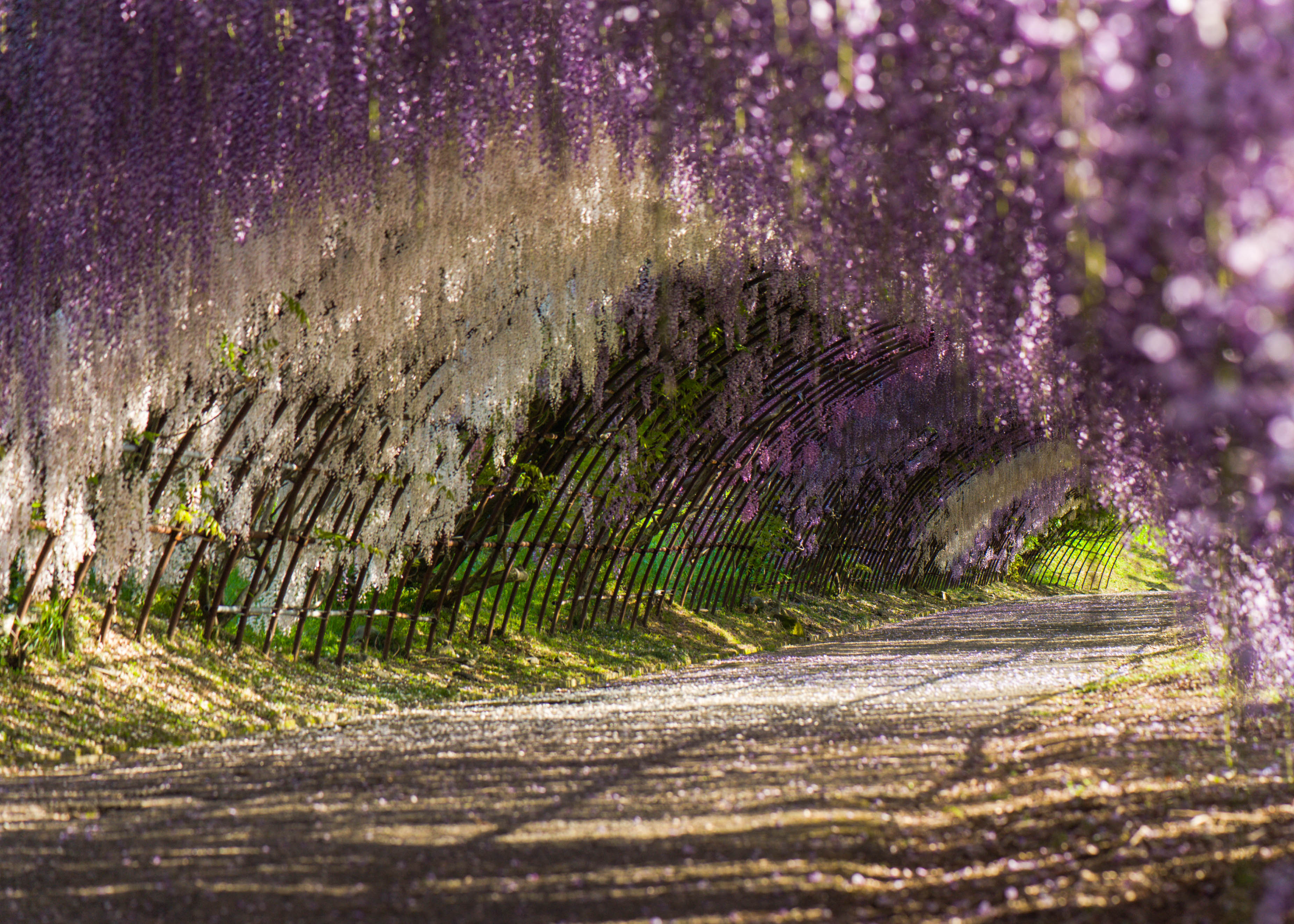 Wisteria Garden